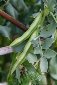 HARVEST HOME