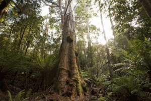 BRUNY & BEYOND