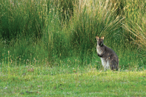 BRUNY & BEYOND