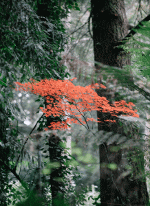 KimSelby-Karori-105