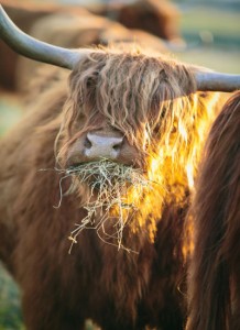 HIGHLAND FARM & HOMESTEAD