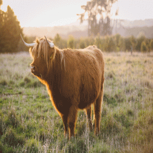 HIGHLAND FARM & HOMESTEAD