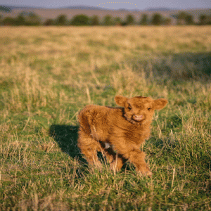 HIGHLAND FARM & HOMESTEAD