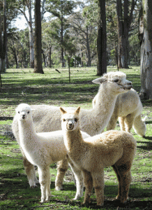 Alpaca-1625