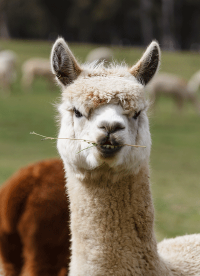 Alpaca-1686