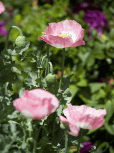 country-garden-nz