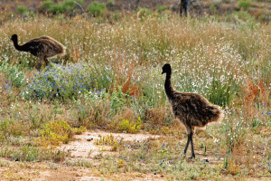 flinders-ranges-country-travel