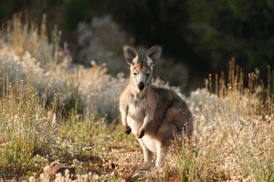 IMG-044.Flinders-Ranges.SA