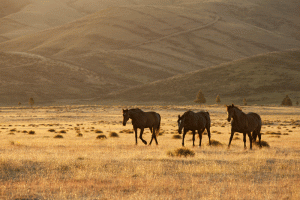 IMG-145.Central-Otago.NZ