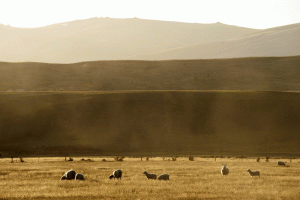 IMG-169.Central-Otago.NZ.sh