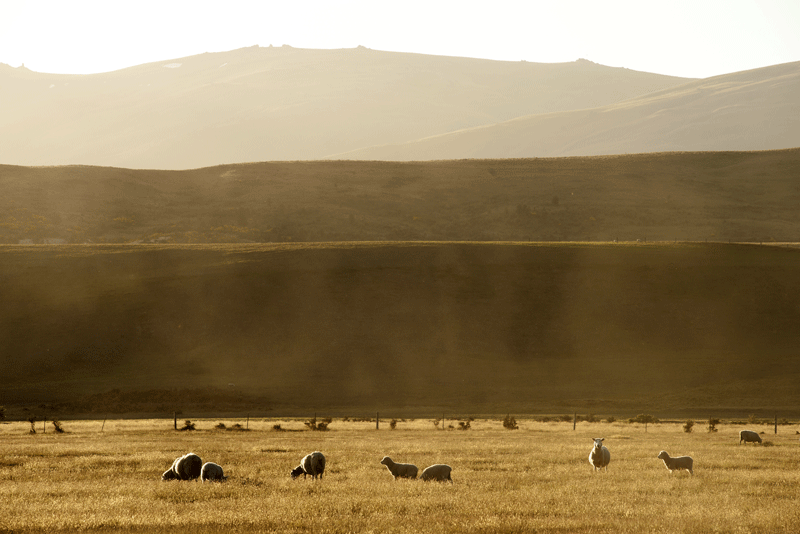 IMG-169.Central-Otago.NZ.sh