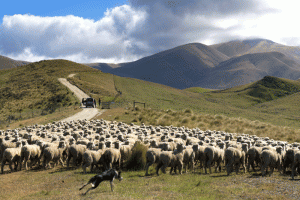 IMG-183.Central-Otago.NZ
