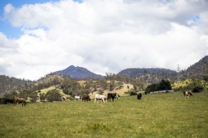 country-farm