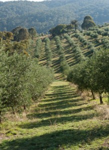 harvest-country