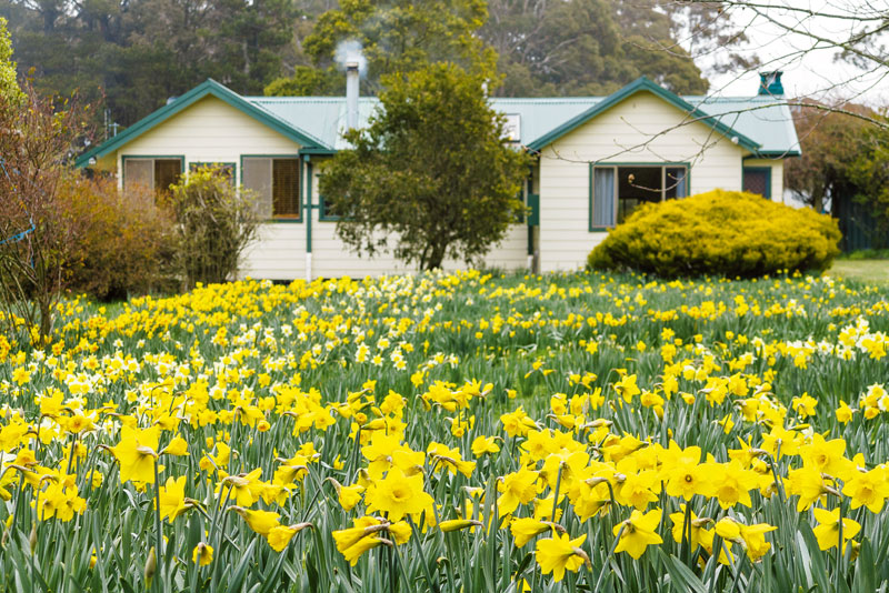 A Field of Daffodils