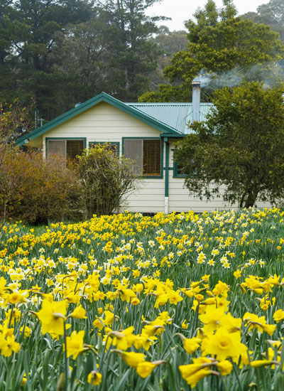 A Field of Daffodils