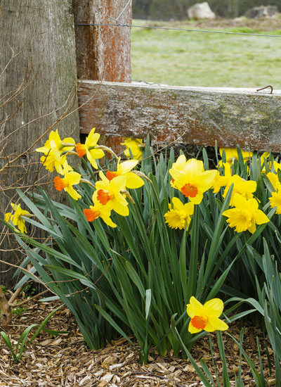 A FIELD OF DAFFODILS - Australia Country Magazine