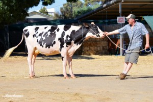 Dairy-week