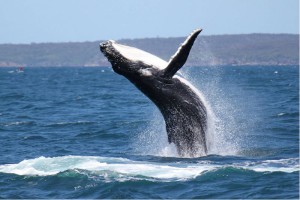 Eden Whale Festival