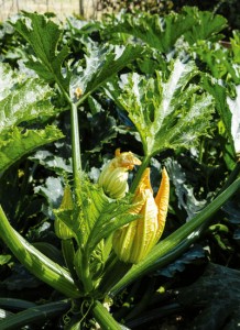country-apple-orchard