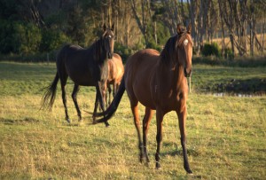 King_Island_Show_Tourism_Ta