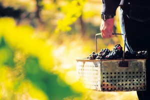 Taste-Eden-Valley-Riesling-