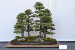 bonsai-plant