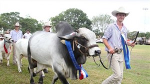 Royal Darwin Show