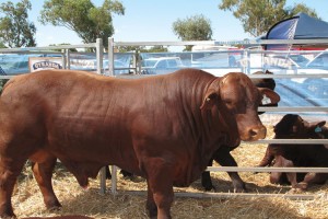 WESTECH FIELD DAY