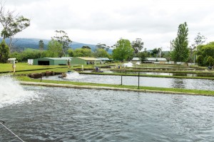 Salmon Farm