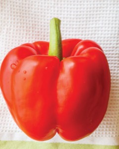 Capsicum
