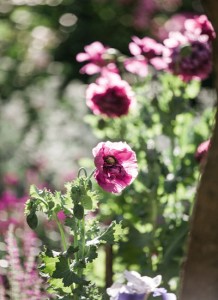 Garden Artistry