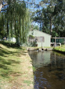 Salmon Farm