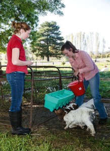 Goat Farm