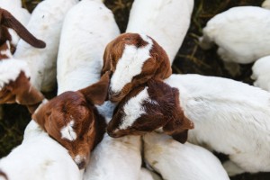 Goat Farm