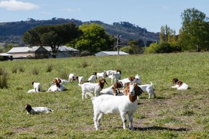 Goat Farm