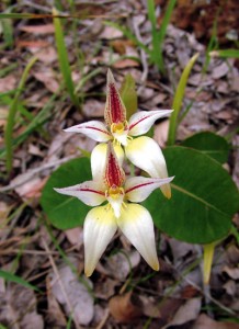 WA South