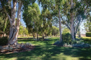 Outback garden