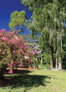 Outback garden