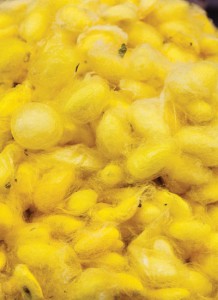 Silk Farm