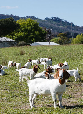 goat farm