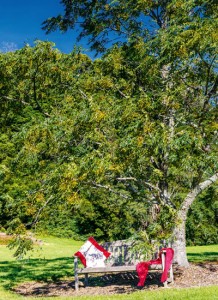 A tree change