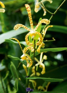 Tropical Vanuatu Garden