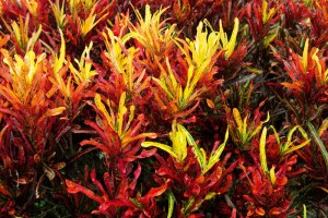 Tropical Vanuatu Garden
