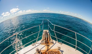 Ningaloo-Whale-Shark-Festiv