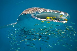 Coral Coast WA