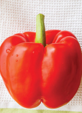 capsicum