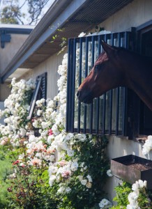 Equestrian's home