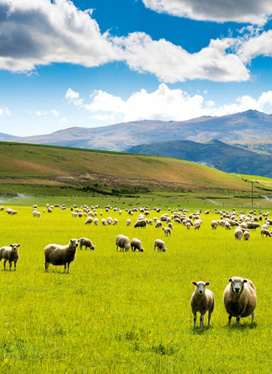 A NEW ZEALAND HIDEAWAY