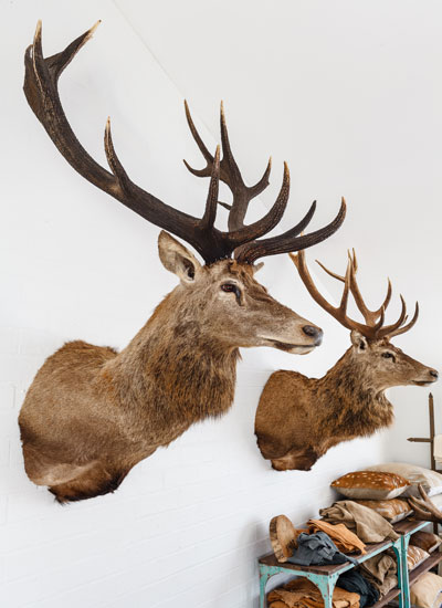 AN ARTISIAN DEER FARM